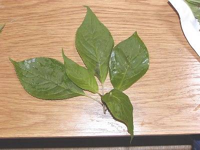 花いかだ