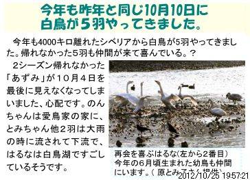 白鳥