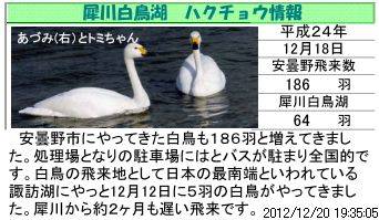 白鳥